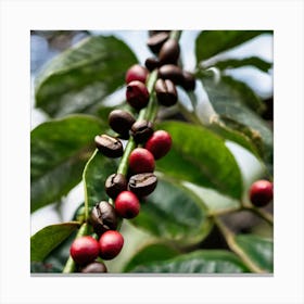 Coffee Beans On A Tree 15 Canvas Print