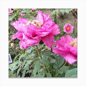 Pink Peonies 2 Canvas Print