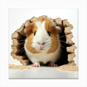 Guinea Pig In A Hole Canvas Print