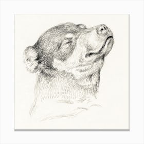 Head Of A Sleeping Dog, Jean Bernard Canvas Print