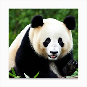 Panda Bear 2 Canvas Print