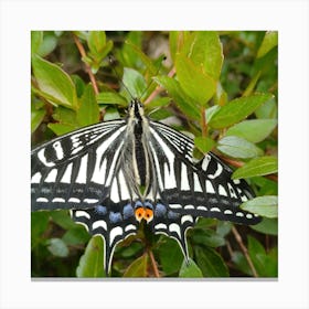 Black And White Swallowtail Butterfly Canvas Print
