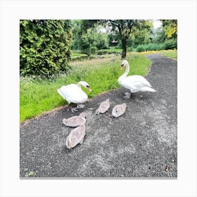 Family Of Swans Canvas Print