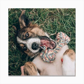 Dog Chewing On A Bone Canvas Print