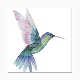 Watercolor Hummingbird Canvas Print