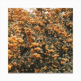 Orange Flower Bush Square Canvas Print