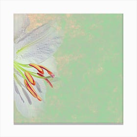 Lily Of The Valley 4 Canvas Print