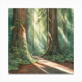 Redwood Forest Canvas Print