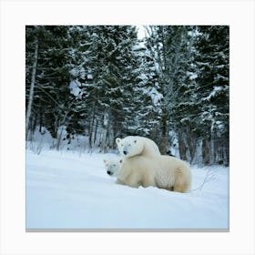 Firefly Bear, Mama, Cubs, Snow, Winter, Beautiful, Wildlife, Family, Nature, Forest, Snowy, Serene, (10) Canvas Print