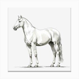 White Horse On Black Background Canvas Print