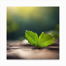 Green Leaf On A Rock Canvas Print