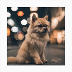 Pomeranian Dog At Night Canvas Print