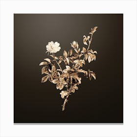 Gold Botanical White Downy Rose on Chocolate Brown n.3884 Canvas Print