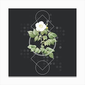 Vintage Leschenault's Rose Botanical with Geometric Line Motif and Dot Pattern n.0374 Canvas Print