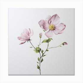 Pink Cosmos Canvas Print