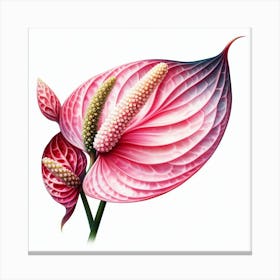 Anthurium 2 Canvas Print