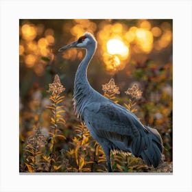Sandhill Crane At Sunset Canvas Print
