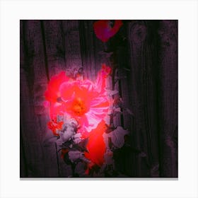 Hollyhocks Canvas Print