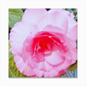 Begonia 17 Canvas Print