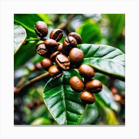 Coffee Beans On A Tree 28 Canvas Print