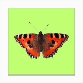 Butterfly On Green Background Canvas Print