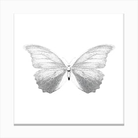 Butterfly 4 Canvas Print