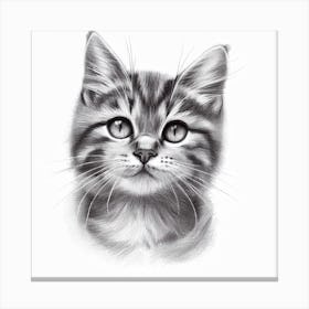 Kitten Drawing Canvas Print