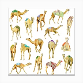 Camels Square Canvas Print