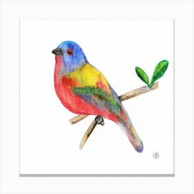 Colorful Bird Drawing Canvas Print