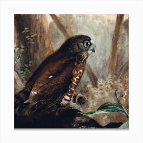 Hawk Owl Canvas Print