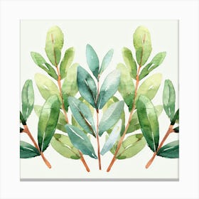 Watercolor Eucalyptus Leaves 1 Canvas Print