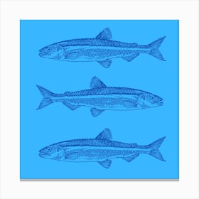 sardines Canvas Print