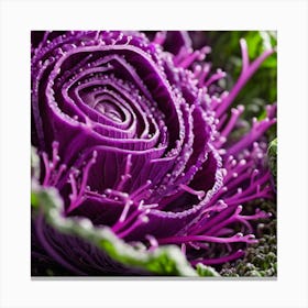 Purple Cabbage 5 Canvas Print