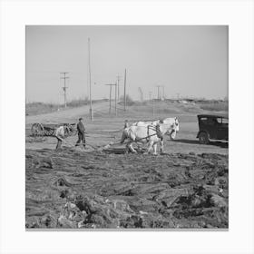 Plowing Cut Over Land Near Tipler, Wisconsin By Russell Lee Canvas Print