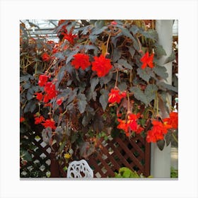 Begonia 11 Canvas Print