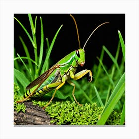 Grasshopper 63 Canvas Print