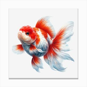 Koi Fish Canvas Print