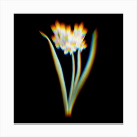 Prism Shift Narcissus Easter Flower Botanical Illustration on Black n.0383 Canvas Print