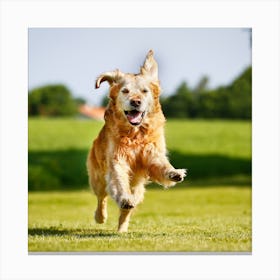 Golden Retriever Running Canvas Print