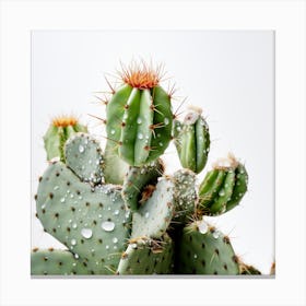 Cactus With Water Droplets Canvas Print