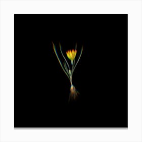 Prism Shift Ixia Filifolia Botanical Illustration on Black Canvas Print