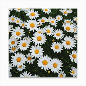 Daisy Field 2 Canvas Print