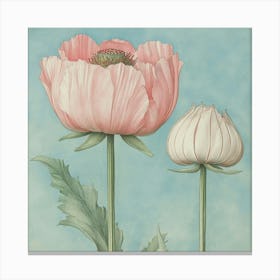 Two Pink Poppies Art 1 Canvas Print