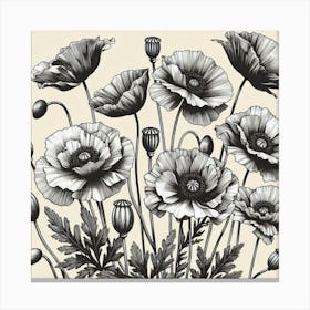 Poppy flowers Canvas Print