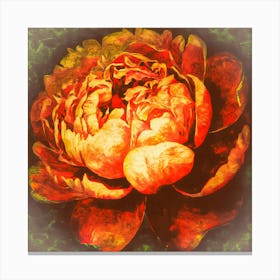 Peony Canvas Print