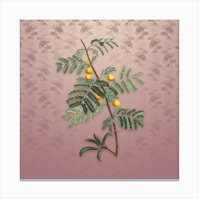 Vintage Sweet Acacia Botanical on Dusty Pink Pattern n.2484 Canvas Print