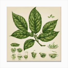 Tea Leaves Art 15 Canvas Print