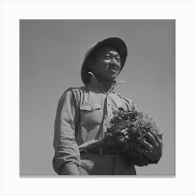 Malheur County, Oregon, Japanese American Farm Worker With Celery Plants By Russell Lee Canvas Print