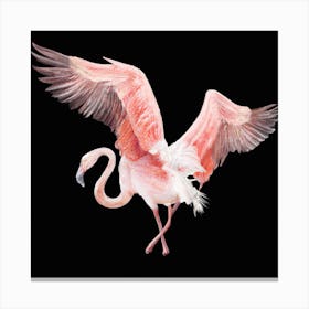 Flamingo 1 Canvas Print