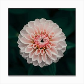 Dahlia Canvas Print